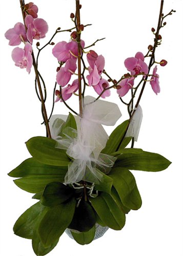 סחלב תלת ענפי ורוד